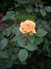 IMGP0641