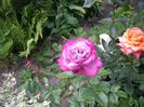 IMGP0651