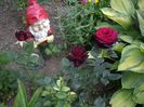 Black Baccara