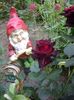 Black Baccara