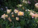 IMGP0656