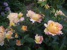 Rose des Cisterciens