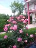 IMGP0666