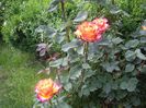 IMGP0673