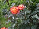 IMGP0675