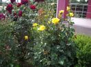 IMGP0677