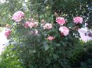 IMGP0680