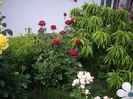IMGP0684