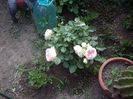 IMGP0713