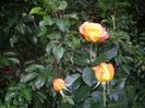 IMGP0717