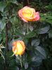 IMGP0718
