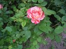 IMGP0724