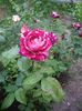 IMGP0725