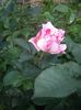 IMGP0728
