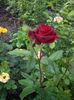 IMGP0736
