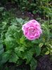 IMGP0737