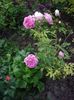 IMGP0738