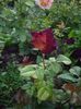 IMGP0739