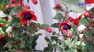 Fucsia