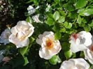 Jacqueline du Pre