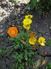 papaver naudicale