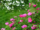 Galica Officinalis si Mme Plantiere