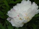Boule de Neige