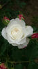 Boule de Neige
