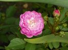 Gloire des polyanthas