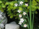 rosa canina