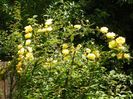 Persian Yellow