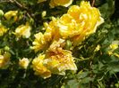 Persian Yellow