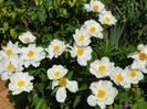 Krinkled White