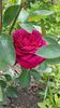 J.W. Gothe  prima floare