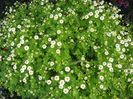 tanacetum