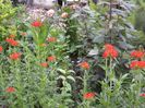 lychnis