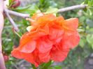 Punica Granatum
