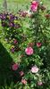 Rosarium Uertesen si W N