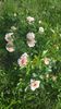 Garden of Roses