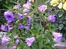 campanula bernice -pierduta