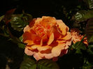 P1260024