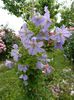 Blue angel