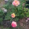 rosomane janon