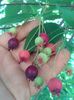 fructe de arbore de stafide