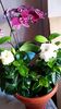 Gardenia  o6.2017