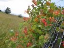 lonicera American Beauty