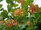 lonicera American Beauty