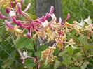 lonicera Belgica