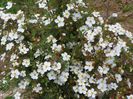potentilla Abbotswood
