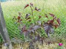 betula pendula Purpurea
